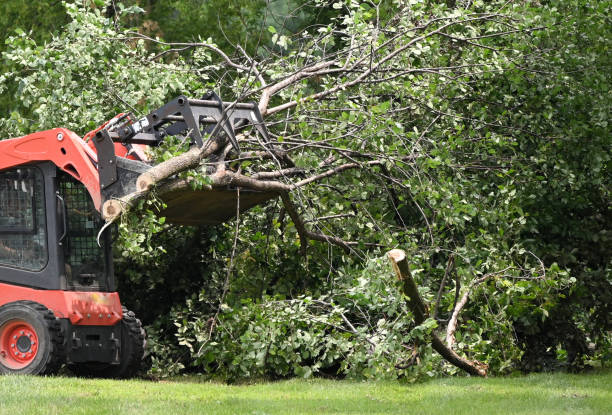 Yard Tree Planting and Care Experts